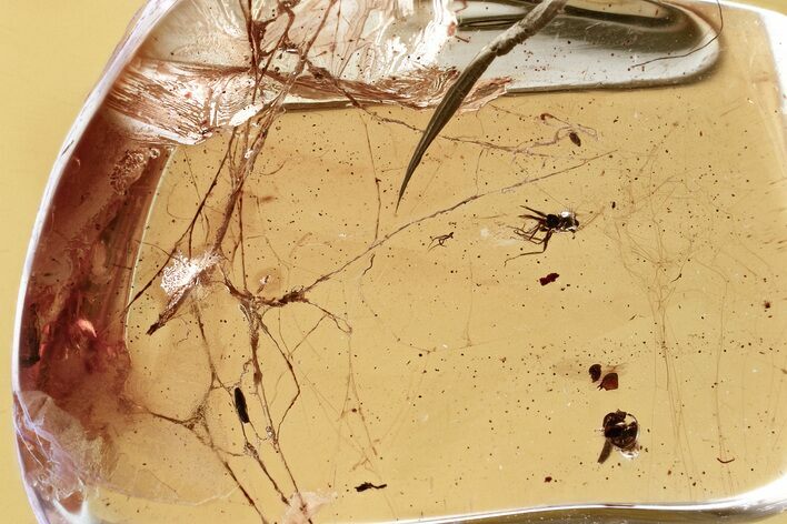 Fossil Biting Midge (Ceratopogonidae) & Spider Webs in Baltic Amber #330677